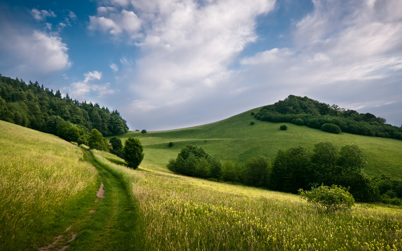 ліси і луки